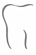 Tooth INC